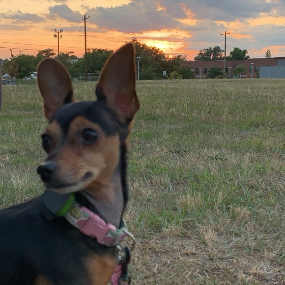 Meet your Posher, Abby - Picture 6 of 10